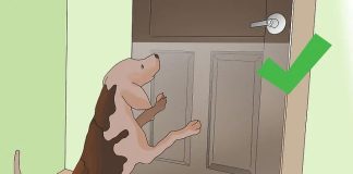 Cómo proteger las puertas de los arañazos de perro