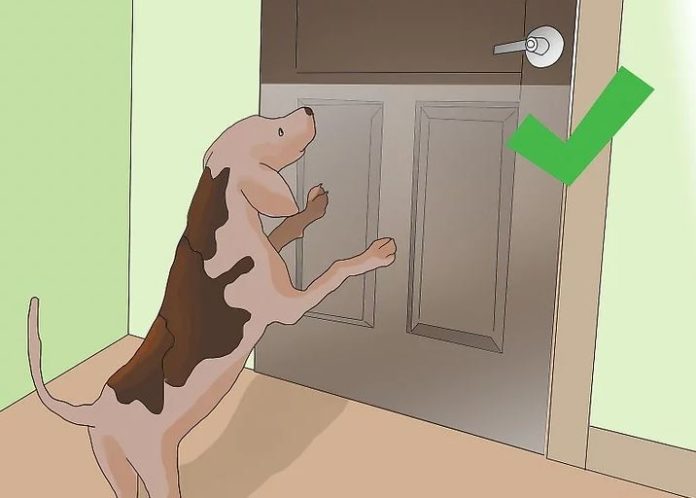 Cómo proteger las puertas de los arañazos de perro Cómo proteger las puertas de los arañazos de perro