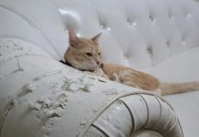 Cuida tus muebles si tienes mascotas en casa