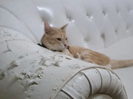 Cuida tus muebles si tienes mascotas en casa