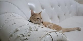 Cuida tus muebles si tienes mascotas en casa