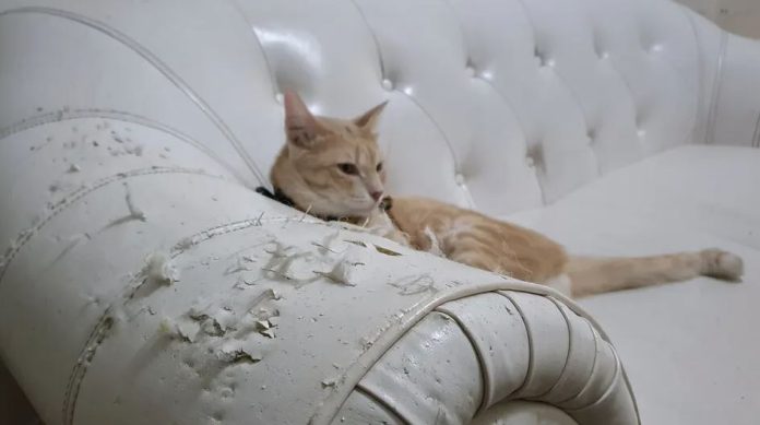 Cuida tus muebles si tienes mascotas en casa Cuida tus muebles si tienes mascotas en casa