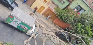Árbol se desploma y deja dos heridos