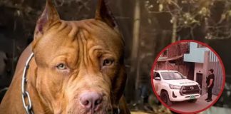 Pitbulls asesinaron a bebé en su cuna