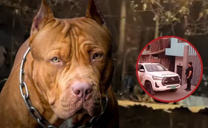 Pitbulls asesinaron a bebé en su cuna Pitbulls asesinaron a bebé en su cuna