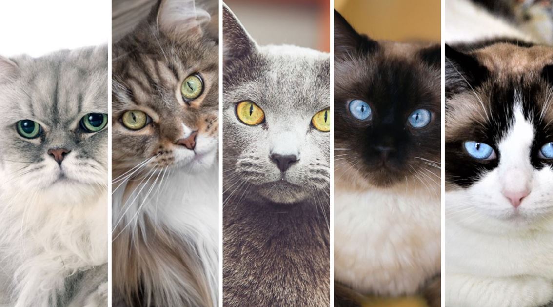 Gatos