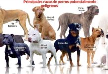 Perros potencialmente peligrosos