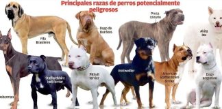 Perros potencialmente peligrosos