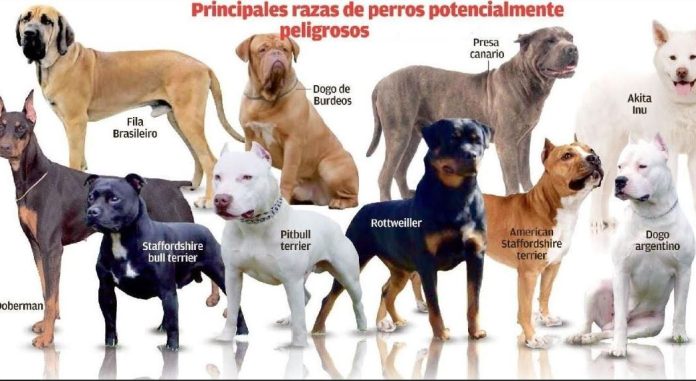 Perros potencialmente peligrosos