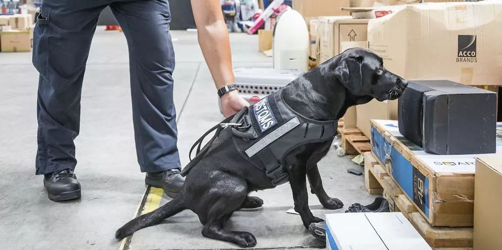 perros de seguridad y deteccion