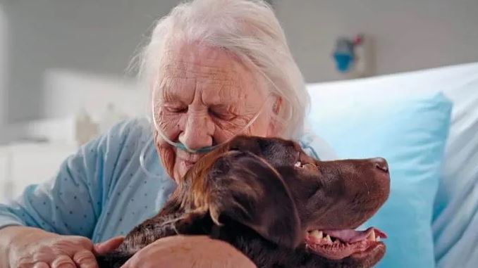 perros de terapia emocional