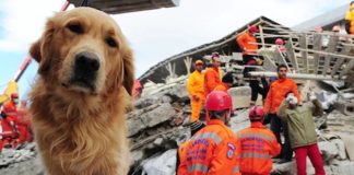 La valiosa labor de los “perros de trabajo” perros de trabajo