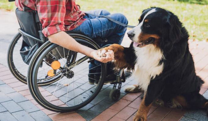 perros guia o de asistencia