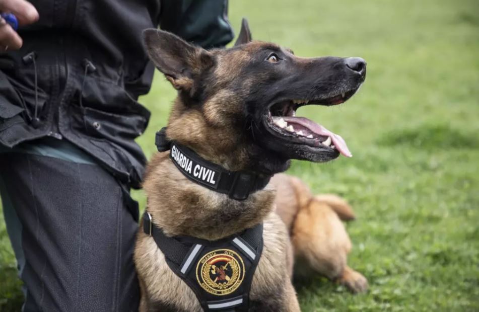 perros pastores y de guardias