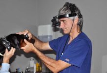 ¿Qué hacer si detecto algo raro en el ojo de mi mascota?