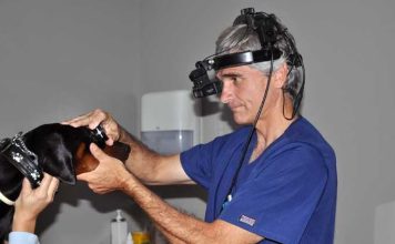 ¿Qué hacer si detecto algo raro en el ojo de mi mascota?