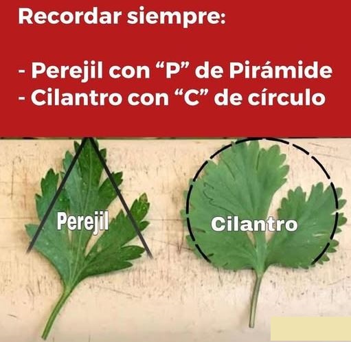 Cómo diferenciar el culantro del perejil