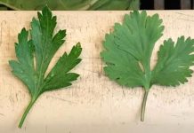 Cómo diferenciar el culantro del perejil