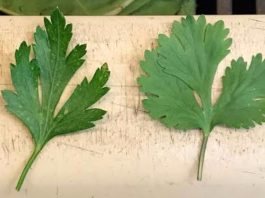 Cómo diferenciar el culantro del perejil