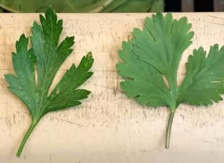 Cómo diferenciar el culantro del perejil