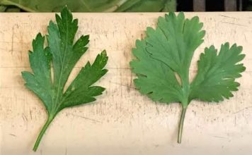 Cómo diferenciar el culantro del perejil