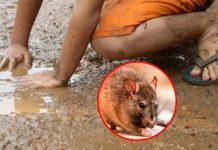 leptospirosis