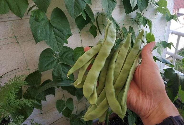 Frijolitos