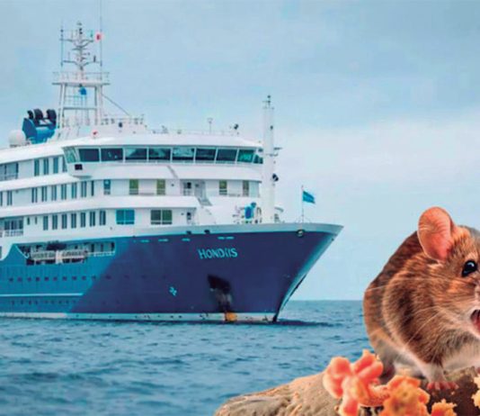 Hantavirus mantiene en alerta a puertos peruanos