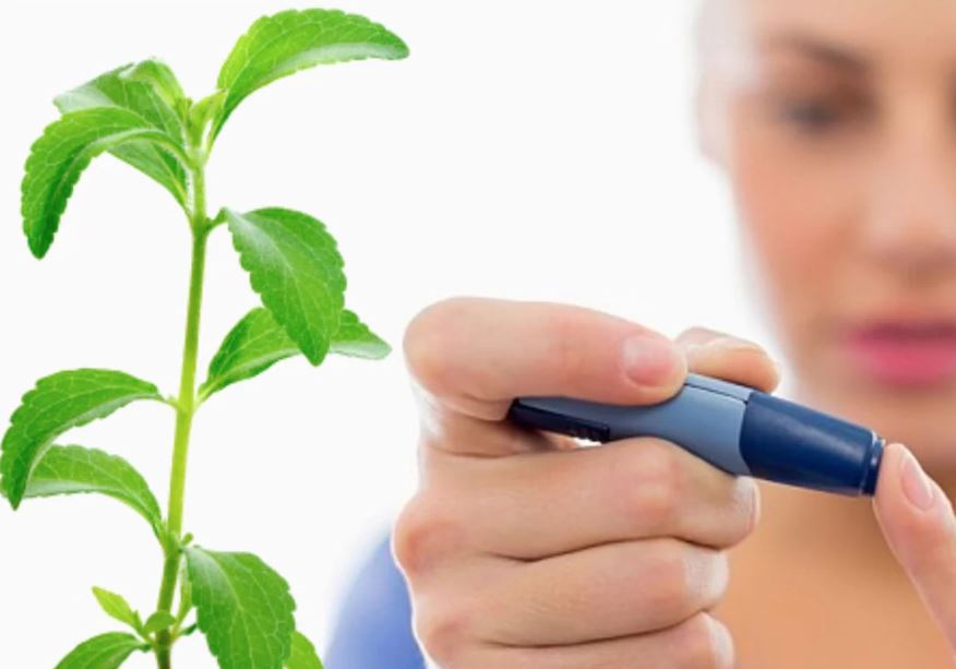 Stevia