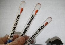 hantavirus