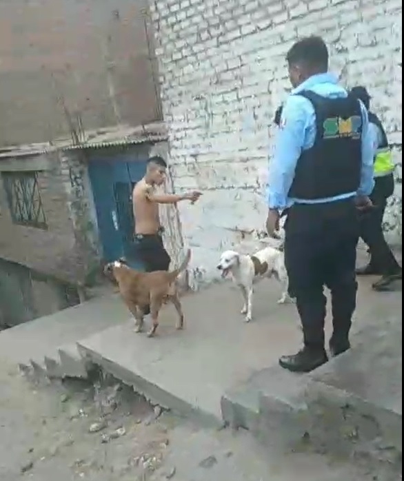 Ojos vigilantes de Municipalidad de SMP permiten la captura de violento sujeto que amenazaba con filudo cuchillo a transeúntes