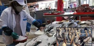 Invaden muelles en busca de pescado