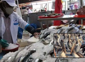 Invaden muelles en busca de pescado Invaden muelles en busca de pescado