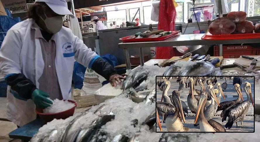 Invaden muelles en busca de pescado