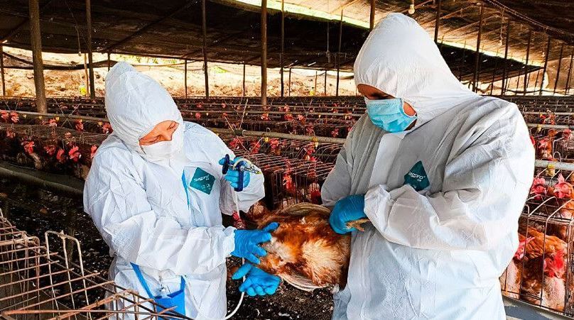 Declaran emergencia sanitaria por gripe aviar