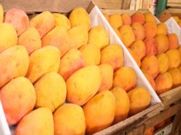 El oro dulce del norte peruano: Por qué el mango sigue siendo un pilar fundamental para el desarrollo de Piura