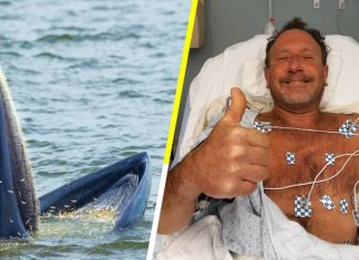¿Pueden las ballenas tragar a seres humanos? Michael Packard fue tragado por una ballena y vivió