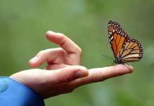 ¿Qué significa que una mariposa visite tu casa? mariposa
