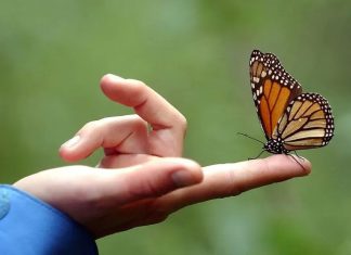 mariposa