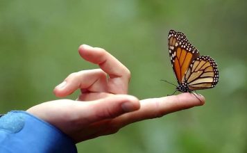 ¿Qué significa que una mariposa visite tu casa? mariposa