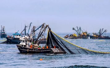 Denuncian escandalosa «captura administrativa» del sector pesquero peruano