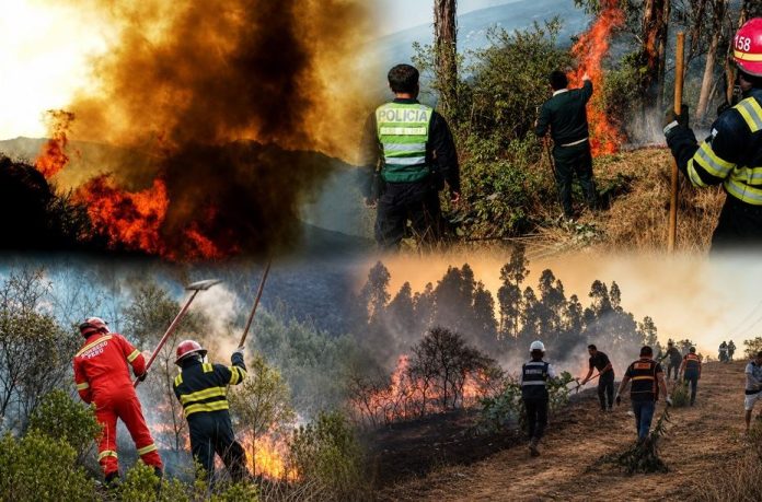Incendios forestales Incendios forestales