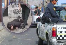 Tres delincuentes heridos tras balacera con PNP Tres delincuentes heridos tras balacera con PNP